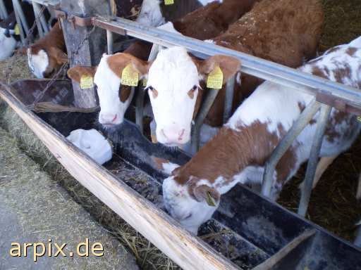 animal rights objekt käfig säugetier rind kalb tierqualprodukt milch  käfighaltung käfige eingesperrt bulle stier kühe rinder kälber 