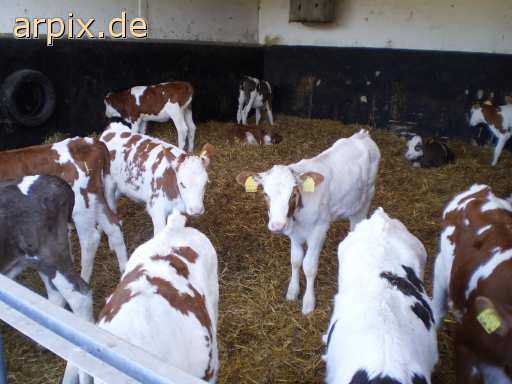 animal rights object cage mammal cattle calf animal product milk  calves 