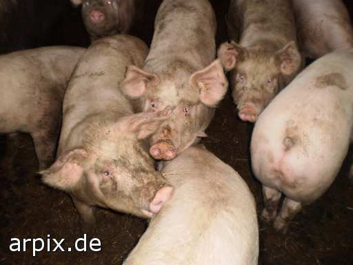 animal rights säugetier schwein  schweine sau säue 
