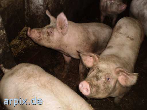 animal rights säugetier schwein  schweine sau säue 
