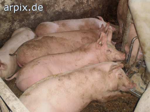 animal rights mammal pig  swine hog prok razorback 