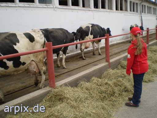 animal rights erziehung säugetier rind  bulle stier kühe rinder 