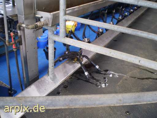 animal rights milking system object  