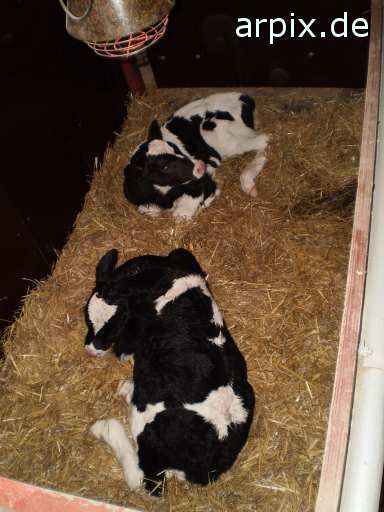 animal rights mammal cattle calf  calves 