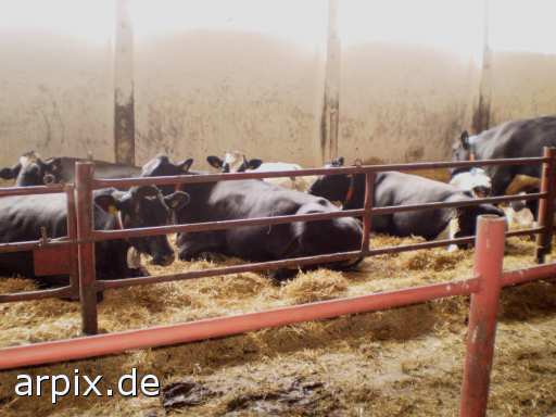 animal rights mammal cattle  