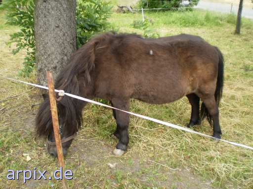 animal rights mammal horse  steed 