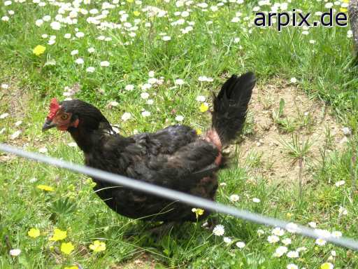 animal rights weide vogel huhn freilandhaltung  wiese vögel hühner freiland 