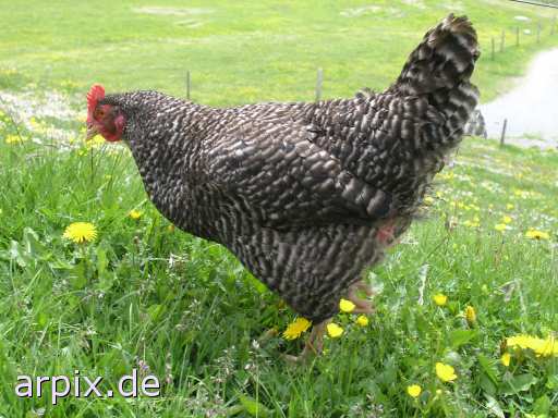 animal rights meadow bird chicken freerange  hen 