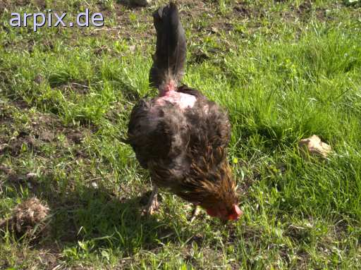 animal rights meadow bird chicken freerange  hen 