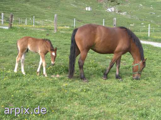 animal rights foal meadow mammal horse  colt fillie steed 
