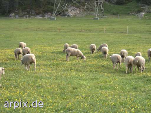 animal rights meadow mammal sheep  