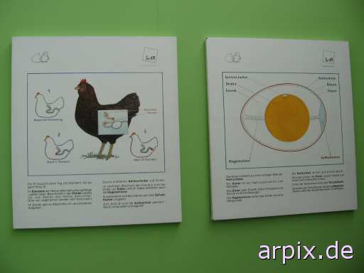 animal rights object sign animal product egg bird chicken  hen 