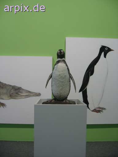 animal rights corpse preserved specismen reptile crocodile turtle object sign bird penguin  cadaver 