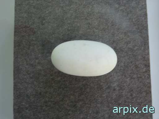 animal rights preserved specismen reptile crocodile animal product egg  
