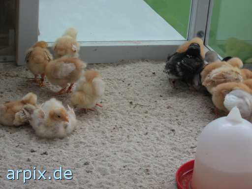 animal rights object cage breeding of the offspring bird poult  
