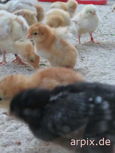animal rights objekt käfig aufzucht des nachwuchs vogel küken  käfighaltung käfige eingesperrt vögel kücken 
