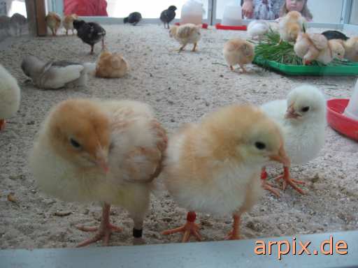 animal rights objekt käfig aufzucht des nachwuchs vogel küken  käfighaltung käfige eingesperrt vögel kücken 
