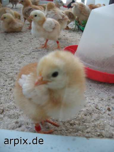 animal rights object cage breeding of the offspring bird poult  