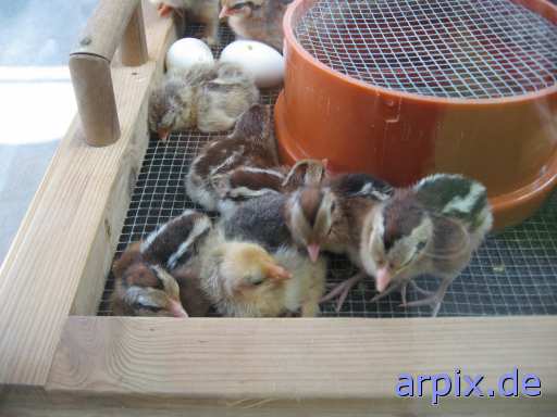 animal rights objekt käfig aufzucht des nachwuchs brutkasten tierqualprodukt ei vogel küken  käfighaltung käfige eingesperrt eier vögel kücken 
