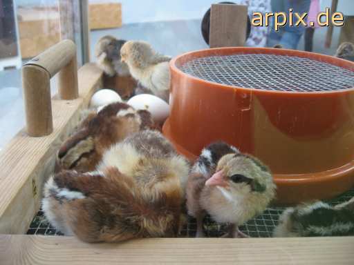animal rights objekt käfig aufzucht des nachwuchs brutkasten tierqualprodukt ei vogel küken  käfighaltung käfige eingesperrt eier vögel kücken 