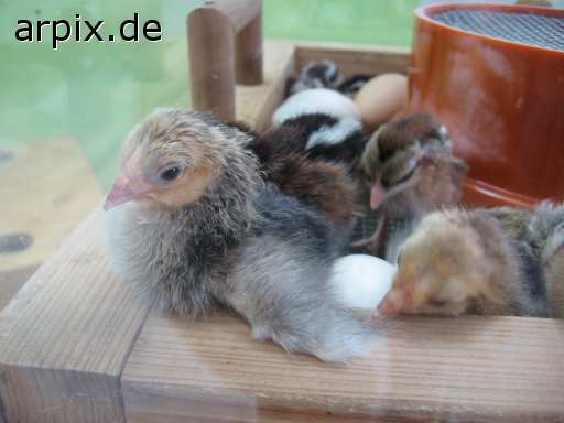 animal rights object cage breeding of the offspring incubator animal product egg bird poult  