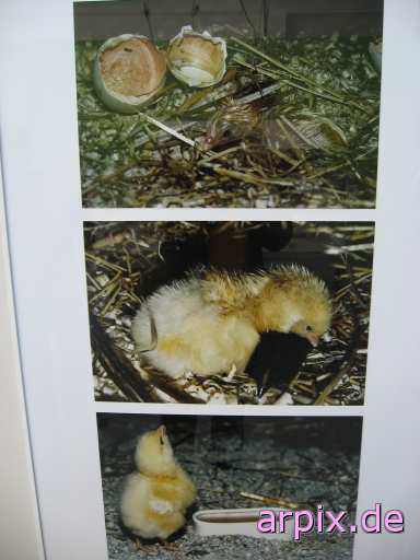 animal rights zucht objekt käfig aufzucht des nachwuchs brutkasten schild tierqualprodukt ei vogel küken  käfighaltung käfige eingesperrt eier vögel kücken 