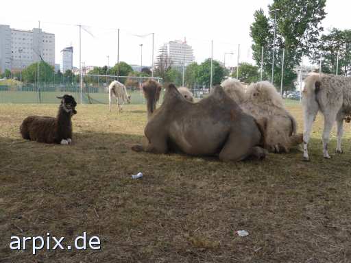 animal rights alpaka kamel trampeltier zirkus säugetier  circus cirkus zircus 