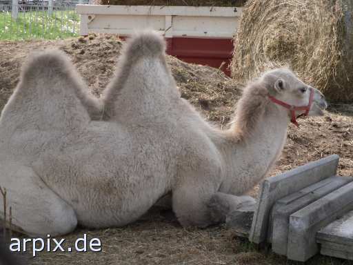 animal rights kamel trampeltier zirkus säugetier  circus cirkus zircus 