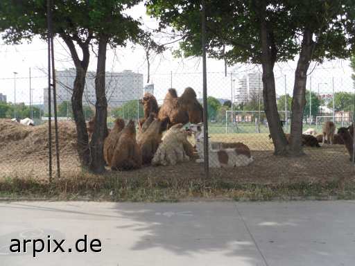 animal rights kamel trampeltier alpaka zirkus säugetier  circus cirkus zircus 