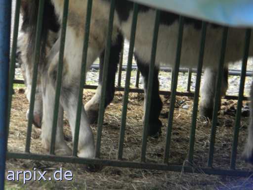 animal rights circus object cage mammal  circu circuse circ show 