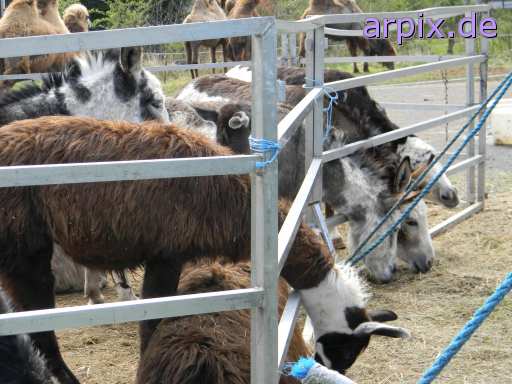 animal rights zirkus objekt käfig säugetier kamel lama  circus cirkus zircus käfighaltung käfige eingesperrt 