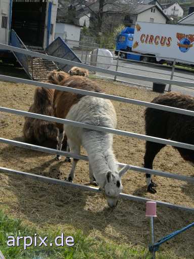 animal rights circus mammal camel lama  circu circuse circ show 