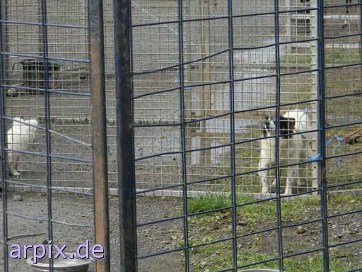 animal rights hund zirkus objekt käfig säugetier  hunde hündin circus cirkus zircus käfighaltung käfige eingesperrt 