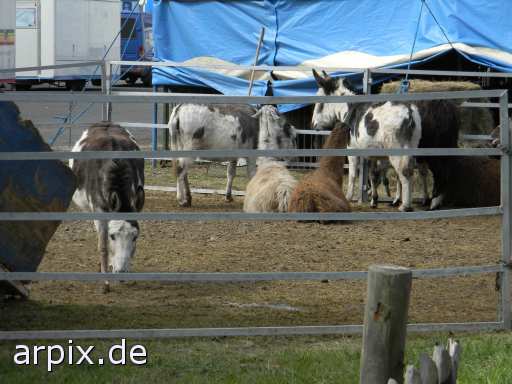 animal rights zirkus säugetier kamel lama pferd esel  circus cirkus zircus pferde 