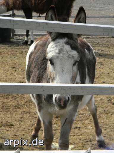 animal rights circus mammal horse donkey  circu circuse circ show steed 