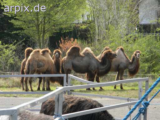 animal rights circus mammal camel  circu circuse circ show 
