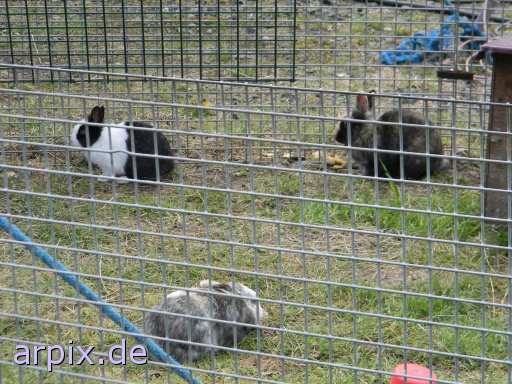 animal rights zirkus objekt käfig säugetier kaninchen  circus cirkus zircus käfighaltung käfige eingesperrt 
