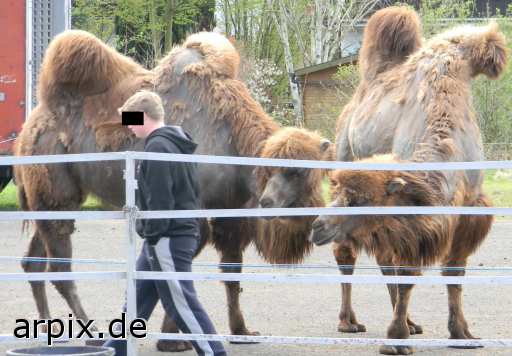 animal rights zirkus objekt zaun säugetier kamel mensch  circus cirkus zircus gehege 