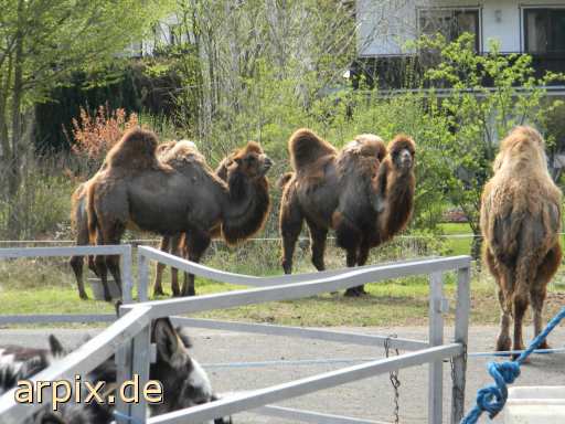 animal rights zirkus objekt zaun säugetier kamel  circus cirkus zircus gehege 