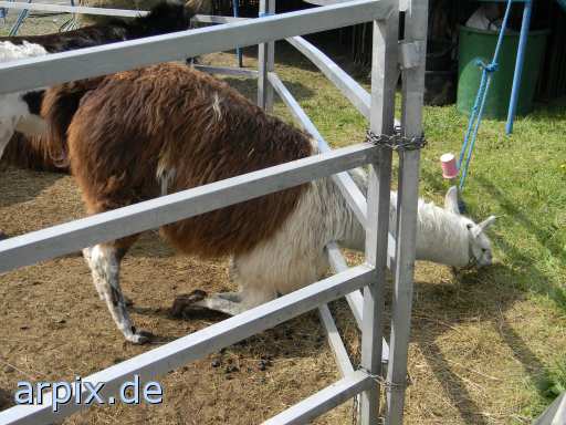 animal rights zirkus objekt zaun säugetier kamel lama  circus cirkus zircus gehege 