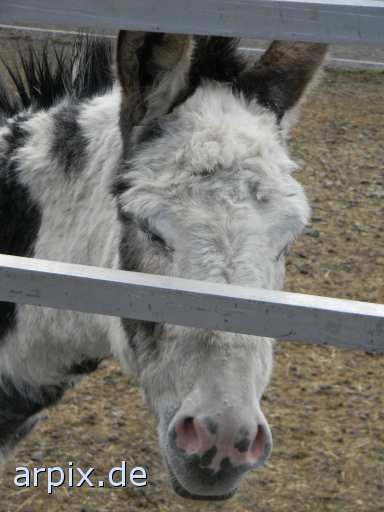 animal rights zirkus objekt zaun säugetier pferd esel  circus cirkus zircus gehege pferde 