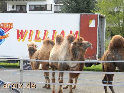 animal rights zirkus objekt zaun säugetier kamel  circus cirkus zircus gehege 