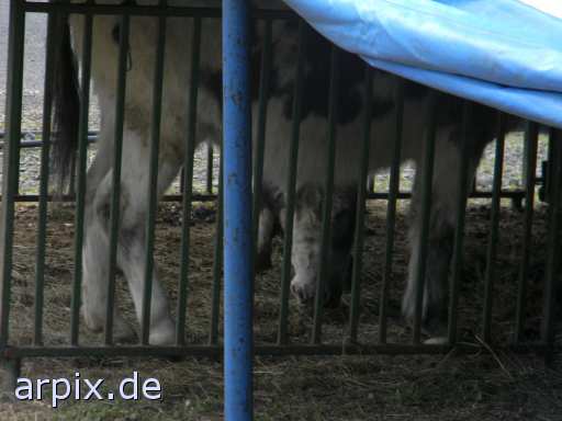 animal rights zirkus objekt zaun  circus cirkus zircus gehege 