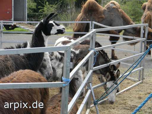 animal rights circus object fence mammal camel lama  circu circuse circ show 