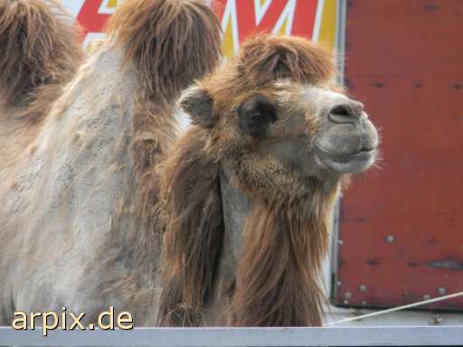 animal rights zirkus säugetier kamel  circus cirkus zircus 