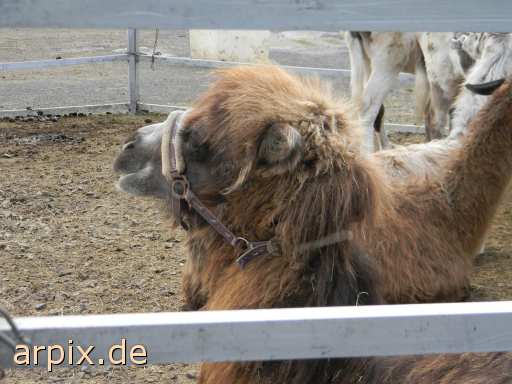 animal rights circus object fence mammal camel  circu circuse circ show 