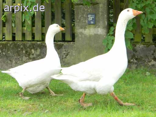 animal rights bird goose  geese 