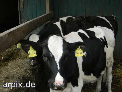 animal rights mammal cattle  