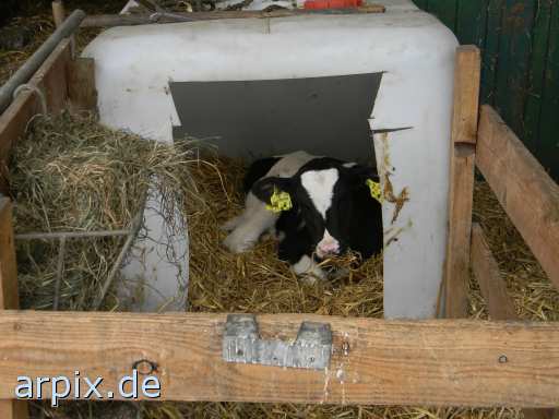 animal rights mammal cattle calf  calves 