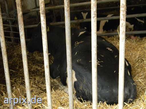animal rights object cage mammal cattle  